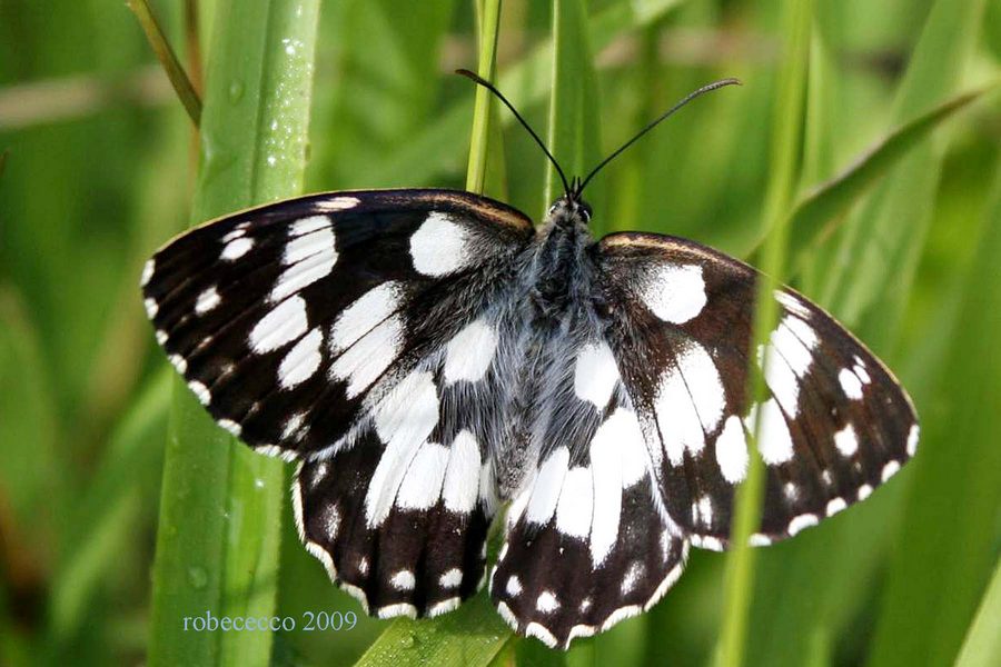 Melanargia? - Melanargia arge